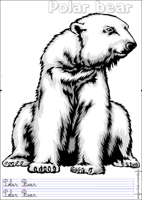 coloriage ours polaire 2